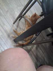 Found/Stray Male Cat last seen Broadway an ashland, Mesa, AZ 85282