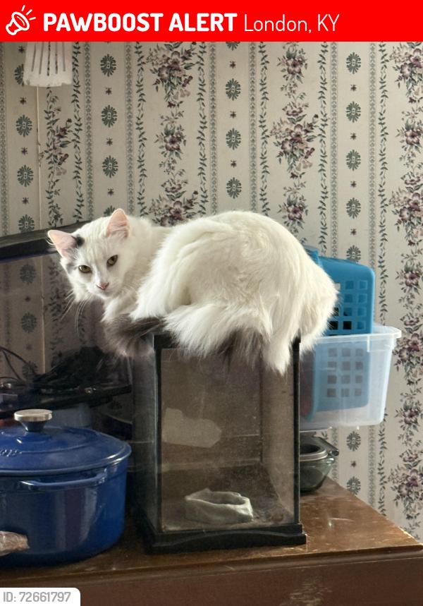 Lost Female Cat last seen Chaney Ridge Rd., Helvetia Rd., London, KY 40741