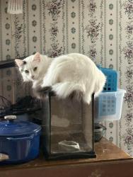 Lost Female Cat last seen Chaney Ridge Rd., Helvetia Rd., London, KY 40741