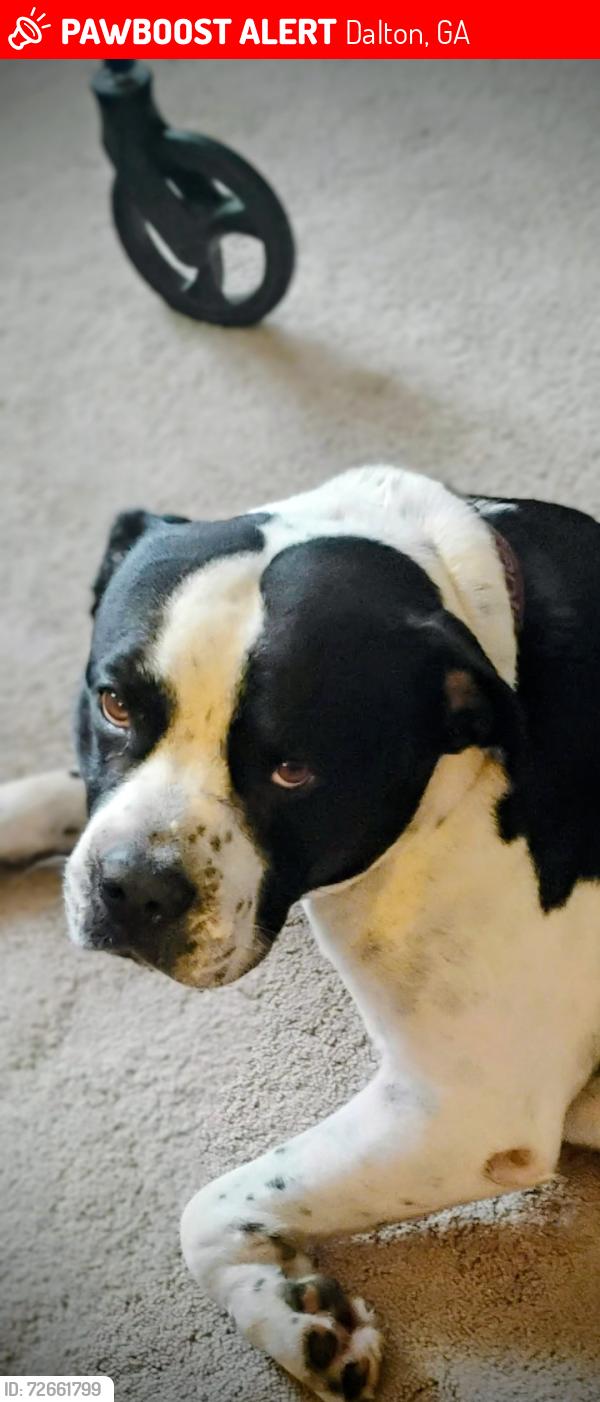 Lost Male Dog last seen Near Avis Dr near Dalton country club , Dalton, GA 30721