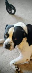 Lost Male Dog last seen Near Avis Dr near Dalton country club , Dalton, GA 30721