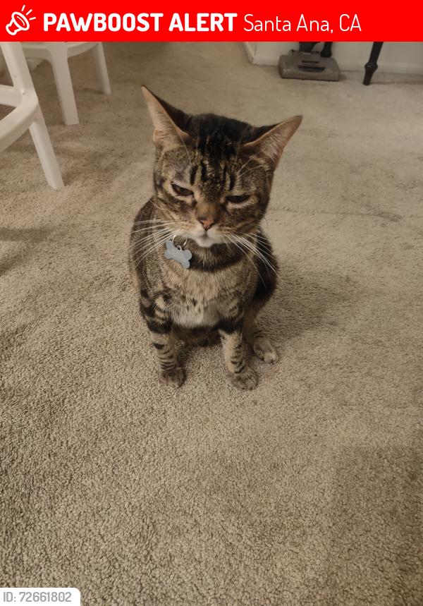 Lost Female Cat last seen Bears St and MacArthur , Santa Ana, CA 92704