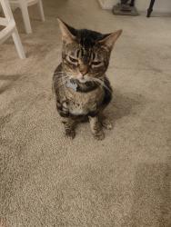 Lost Female Cat last seen Bears St and MacArthur , Santa Ana, CA 92704