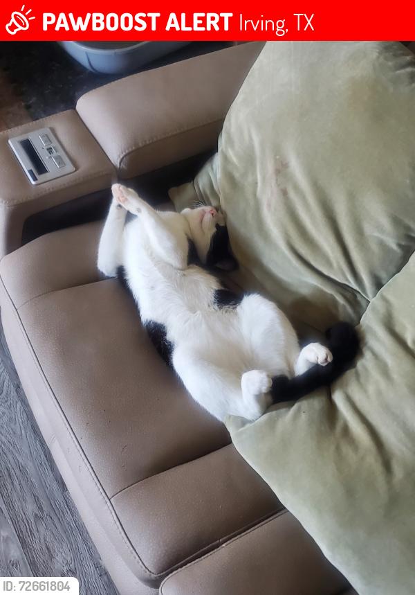 Lost Male Cat last seen pleasant run and country clun, Irving, TX 75038