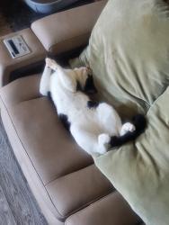 Lost Male Cat last seen pleasant run and country clun, Irving, TX 75038