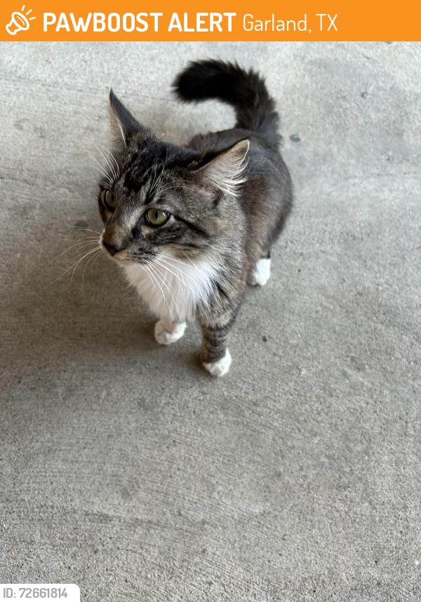 Found/Stray Male Cat last seen Dairy dr and wycliff street, Garland, TX 75041