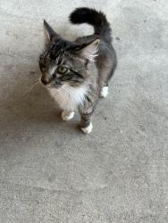 Found/Stray Male Cat last seen Dairy dr and wycliff street, Garland, TX 75041