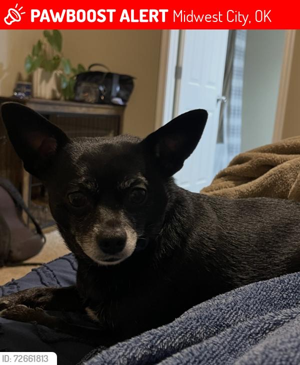Lost Female Dog last seen E Reno and Westminster , Midwest City, OK 73130