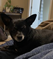 Lost Female Dog last seen E Reno and Westminster , Midwest City, OK 73130