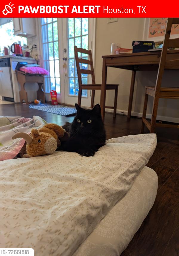 Lost Male Cat last seen Near Gleneagles Ct, 77084, Houston, TX 77084