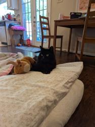 Lost Male Cat last seen Near Gleneagles Ct, 77084, Houston, TX 77084