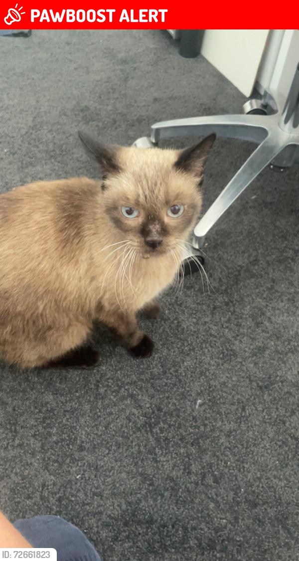 Lost Female Cat last seen alfred road, Mount Claremont, WA 6010
