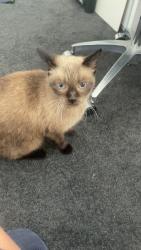 Lost Female Cat last seen alfred road, Mount Claremont, WA 6010