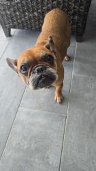 Found/Stray Female Dog last seen Lake underhill , Orlando, FL 32807