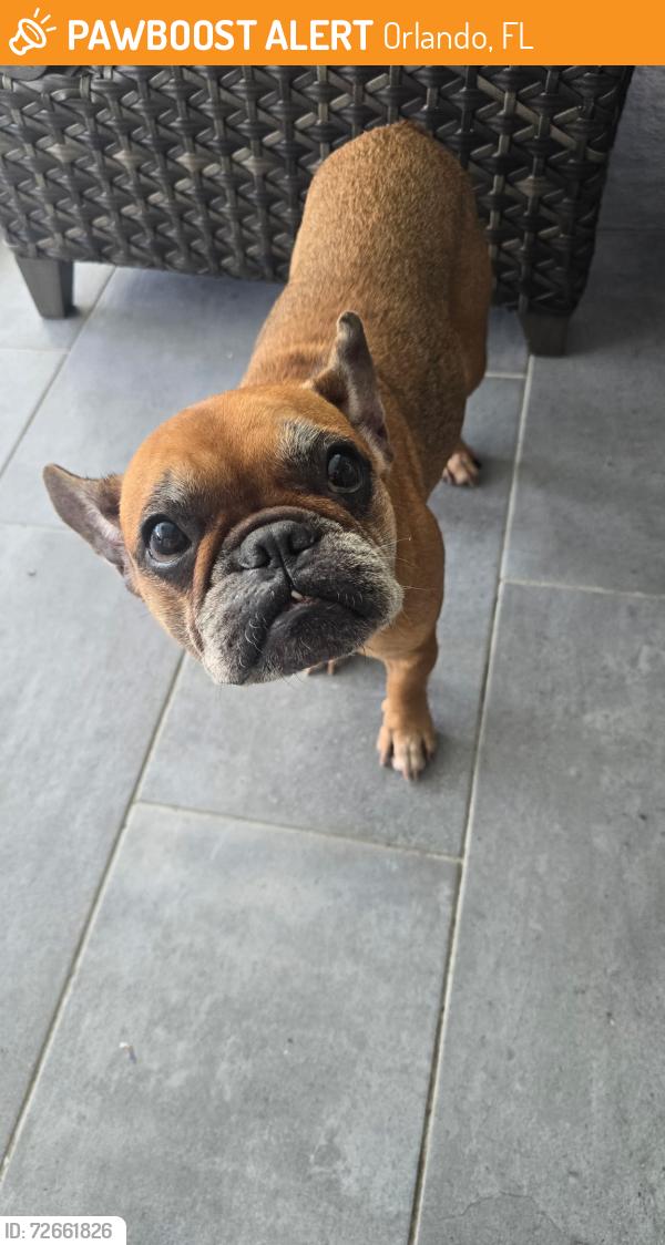 Found/Stray Female Dog last seen Lake underhill , Orlando, FL 32807