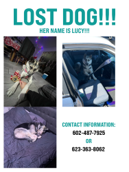 Lost Female Dog last seen 73rd and peoria, Peoria, AZ 85345