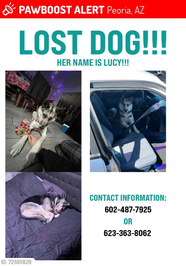 Lost Female Dog last seen 73rd and peoria, Peoria, AZ 85345