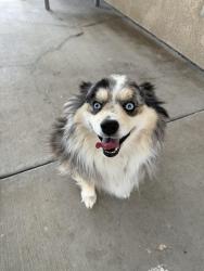 Lost Male Dog last seen Arlington Ave and Alessandro blvd, Riverside, CA 92506