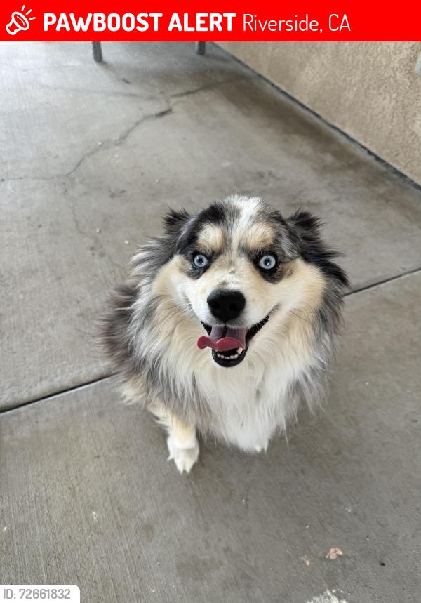 Lost Male Dog last seen Arlington Ave and Alessandro blvd, Riverside, CA 92506