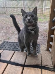Found/Stray Unknown Cat last seen Graymont Dr, Atlanta, GA 30310