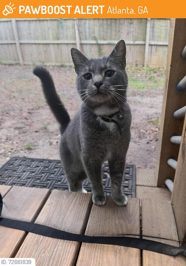Found/Stray Unknown Cat last seen Graymont Dr, Atlanta, GA 30310