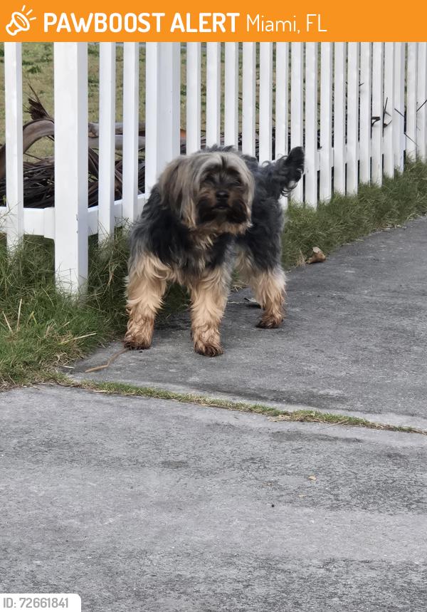 Found/Stray Male Dog last seen Near 11898-11800 SW 187th St, Miami, FL 33177, USA, Miami, FL 33177
