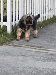 Found/Stray Male Dog last seen Near 11898-11800 SW 187th St, Miami, FL 33177, USA, Miami, FL 33177