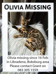 Lost Female Cat last seen s Street, Boksburg, GP 1459