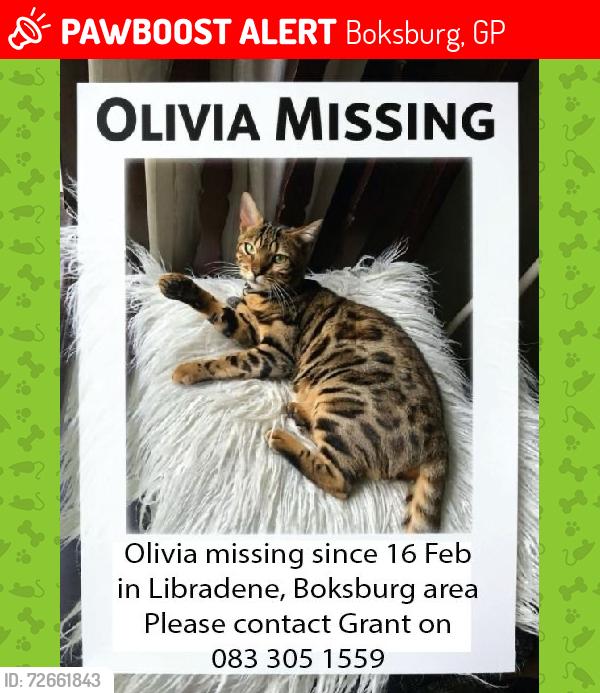 Lost Female Cat last seen s Street, Boksburg, GP 1459