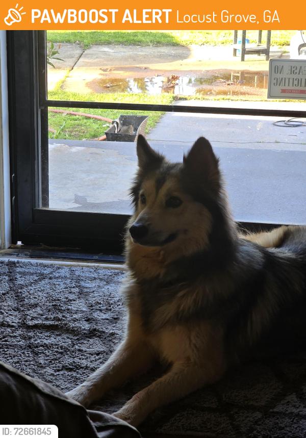 Found/Stray Female Dog last seen Hwy 42 Locust Grove GA , Locust Grove, GA 30248