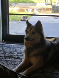 Found/Stray Female Dog last seen Hwy 42 Locust Grove GA , Locust Grove, GA 30248