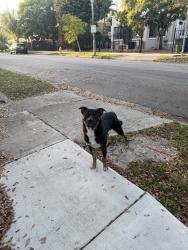 Found/Stray Male Dog last seen Ne 2nd ave and ne 50th st, Miami, FL 33137