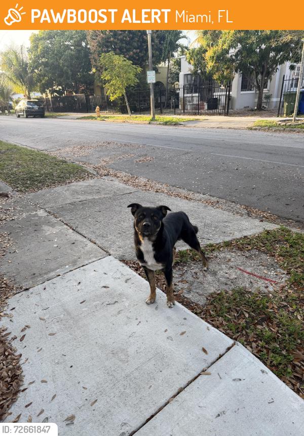 Found/Stray Male Dog last seen Ne 2nd ave and ne 50th st, Miami, FL 33137