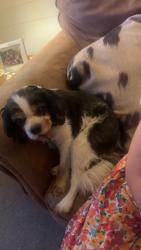 Found/Stray Male Dog last seen Friendship circle road, Yadkin County, NC 27018