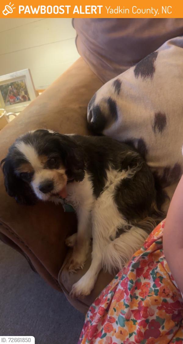 Found/Stray Male Dog last seen Friendship circle road, Yadkin County, NC 27018