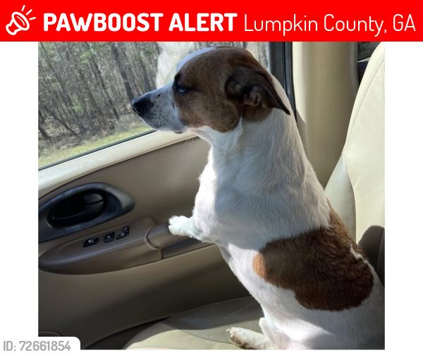 Lost Male Dog last seen shore drive , Lumpkin County, GA 30533