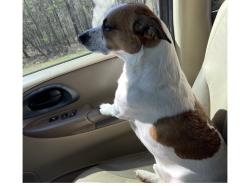 Lost Male Dog last seen shore drive , Lumpkin County, GA 30533