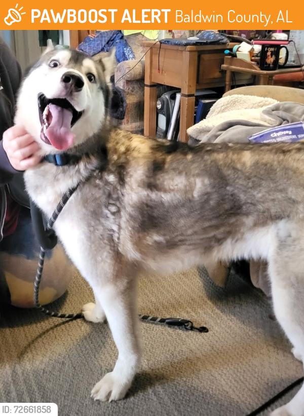 Found/Stray Male Dog last seen Perdito bridge , Baldwin County, AL 36549