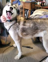 Found/Stray Male Dog last seen Perdito bridge , Baldwin County, AL 36549
