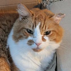 Lost Male Cat last seen Grafton station, York County, VA 23692