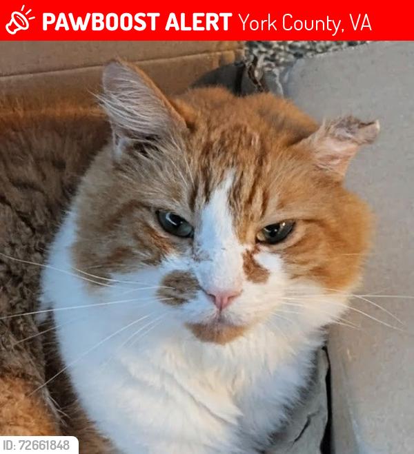Lost Male Cat last seen Grafton station, York County, VA 23692