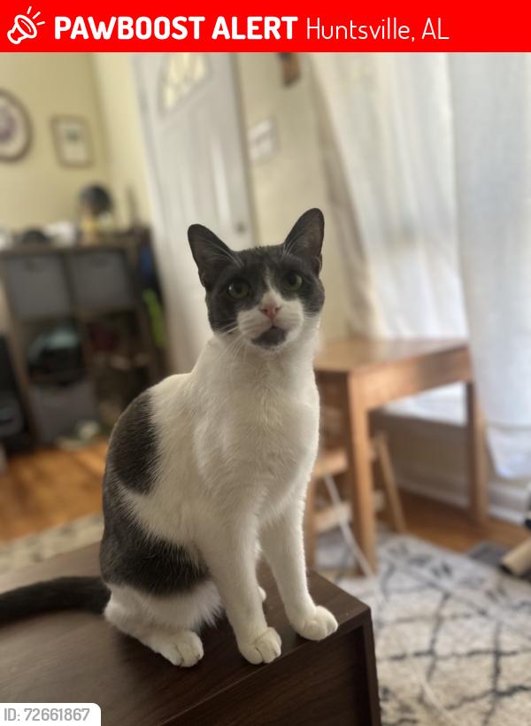 Lost Male Cat last seen Versailles Dr Se by mountain gap elementary , Huntsville, AL 35803