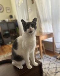 Lost Male Cat last seen Versailles Dr Se by mountain gap elementary , Huntsville, AL 35803