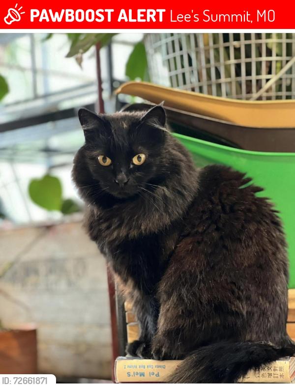 Lost Female Cat last seen 2nd St and SW Madison, Lee's Summit MO, Lee's Summit, MO 64063
