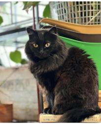 Lost Female Cat last seen 2nd St and SW Madison, Lee's Summit MO, Lee's Summit, MO 64063