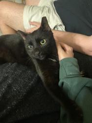 Lost Male Cat last seen Bartram park blvd, Jacksonville, FL 32258