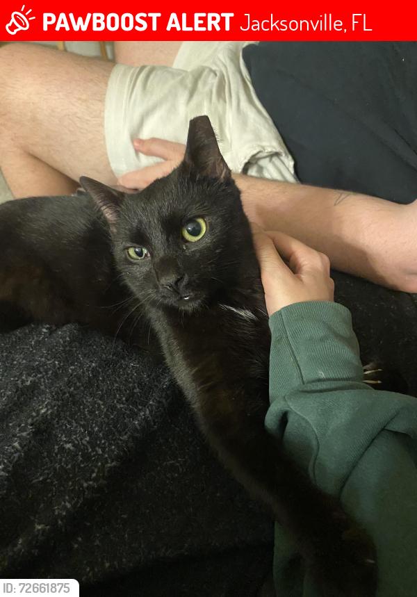 Lost Male Cat last seen Bartram park blvd, Jacksonville, FL 32258
