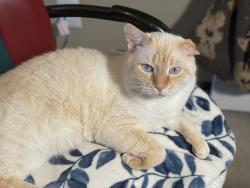 Lost Male Cat last seen Seminole-Lake Gliderport, Clermont, FL 34714