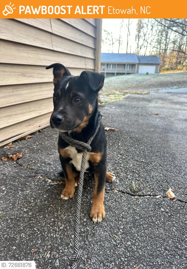Found/Stray Male Dog last seen Armstrong Rd and Old Hwy 64, Etowah, Etowah, NC 28729