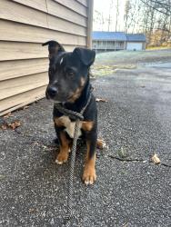 Found/Stray Male Dog last seen Armstrong Rd and Old Hwy 64, Etowah, Etowah, NC 28729